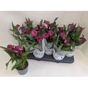 ZANT ROYAL VALENTINE