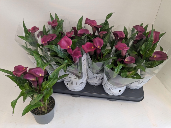 <h4>ZANT ROYAL VALENTINE</h4>