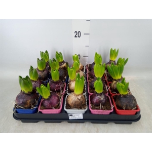 Hyacinthus orie.   ...mix 4
