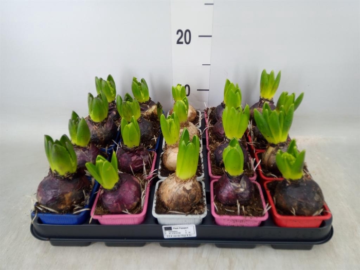 <h4>Hyacinthus orie. ...mix 4</h4>