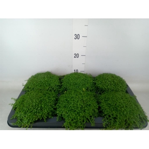 Soleirolia soleirolii   ...green