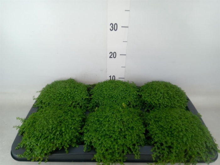 <h4>Soleirolia soleirolii   ...green</h4>