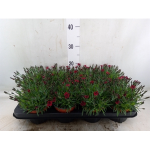 Dianthus grat. 'Pillow Berry Red'