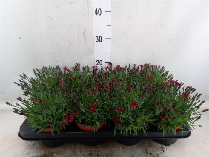 <h4>Dianthus grat. 'Pillow Berry Red'</h4>