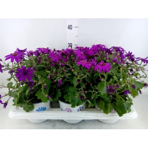 Pericallis cr. 'Mandala Magenta'