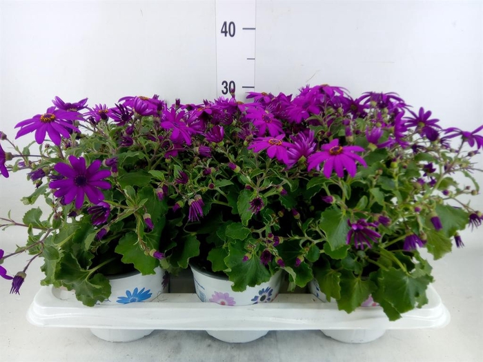 <h4>Pericallis cr. 'Mandala Magenta'</h4>