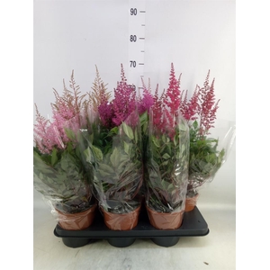 Astilbe   ...mix 4