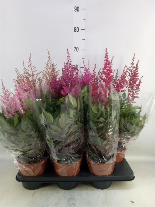 <h4>Astilbe   ...mix 4</h4>