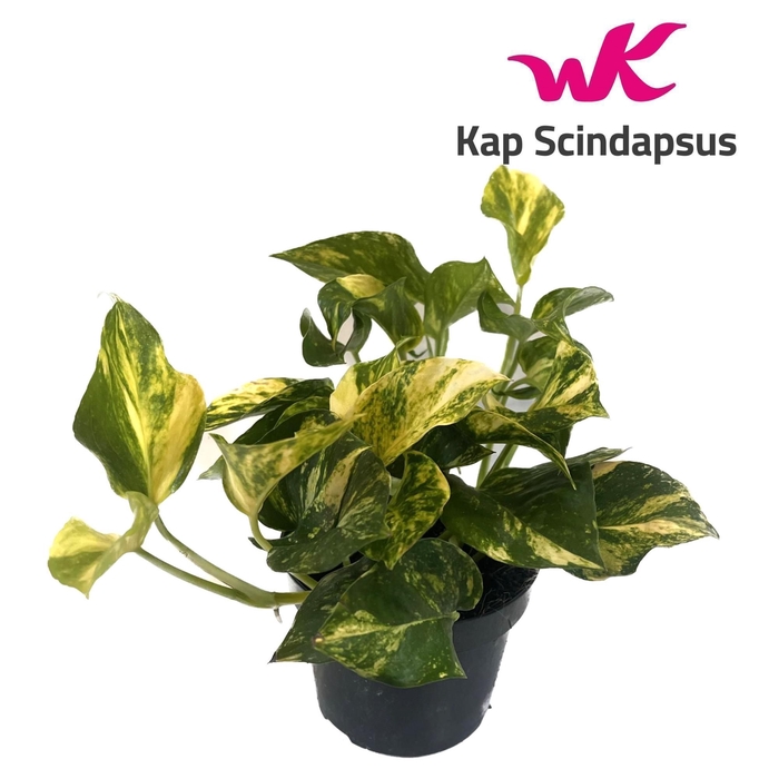 <h4>Scindapsus (Epipremnum) N'joy Gold</h4>