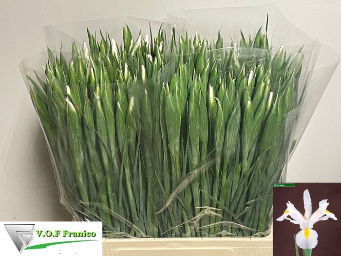 <h4>IRIS CASABLANCA</h4>