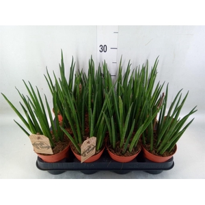Sansevieria bacularis