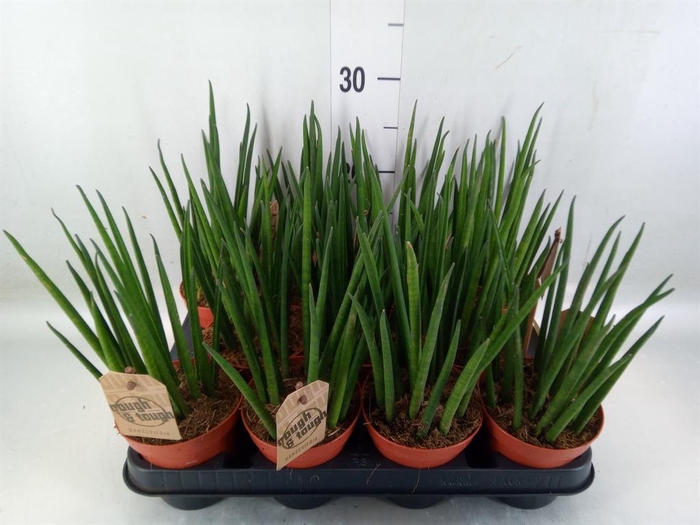 <h4>Sansevieria bacularis</h4>