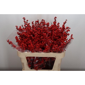 Ilex Ve Rode Bes 70cm (keyzer)