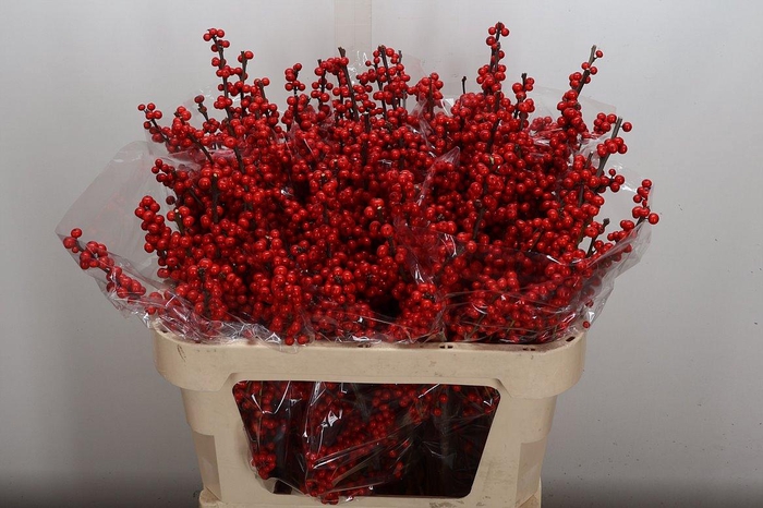 <h4>Ilex Ve Rode Bes 70cm (keyzer)</h4>