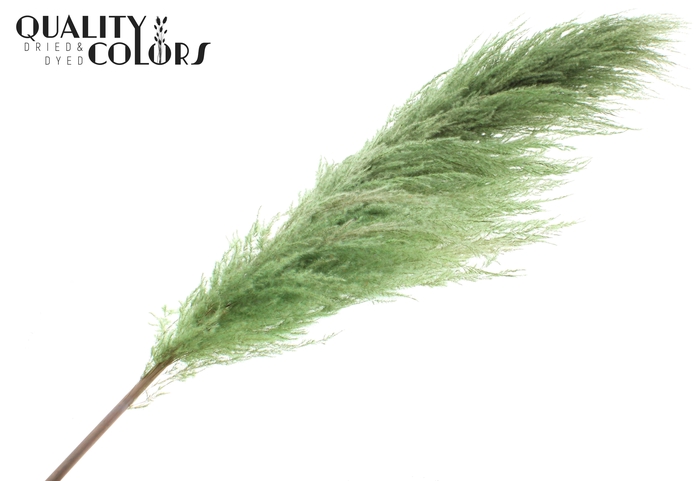 Pampas Grass ± 175cm p/pc in poly Light Green
