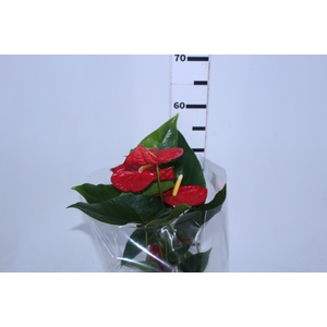 ANTHURIUM DAKOTA P17