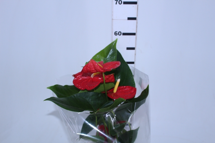 ANTHURIUM DAKOTA P17