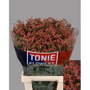 LIMONIUM SINENSE 'MAX DIAMOND'
