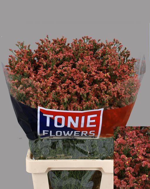 <h4>LIMONIUM SINENSE 'MAX DIAMOND'</h4>