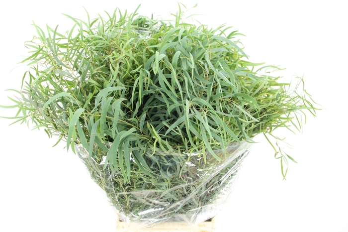 <h4>EUC NICHOLII 300GR</h4>