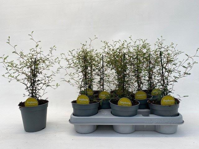 <h4>Sophora prostrata 'Little Baby'</h4>