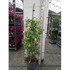 Viburnum opulus 'Roseum'