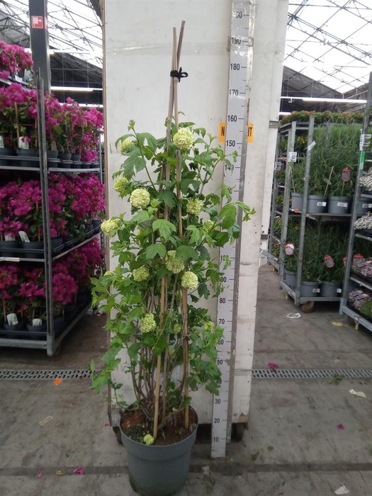 <h4>Viburnum opulus 'Roseum'</h4>