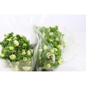 Anem Marianne Panda White