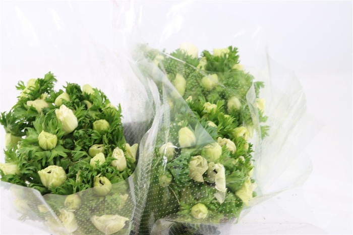 <h4>Anem Marianne Panda White</h4>