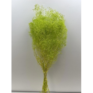 GESTABILISEERD GYPS MILLION STAR APPELGROEN