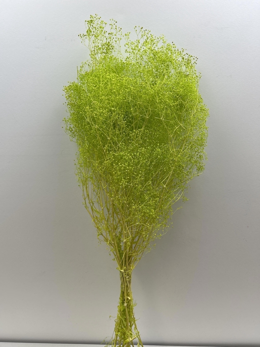 <h4>GESTABILISEERD GYPS MILLION STAR APPELGROEN</h4>