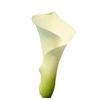 CALLAS VENTURA 040 CM
