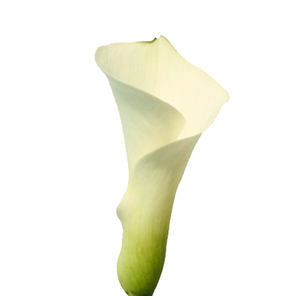 CALLAS VENTURA 040 CM