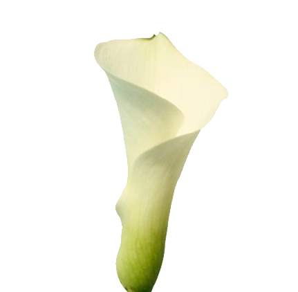 <h4>CALLAS VENTURA 040 CM</h4>