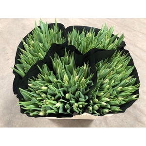 Tulipa si thijs boots