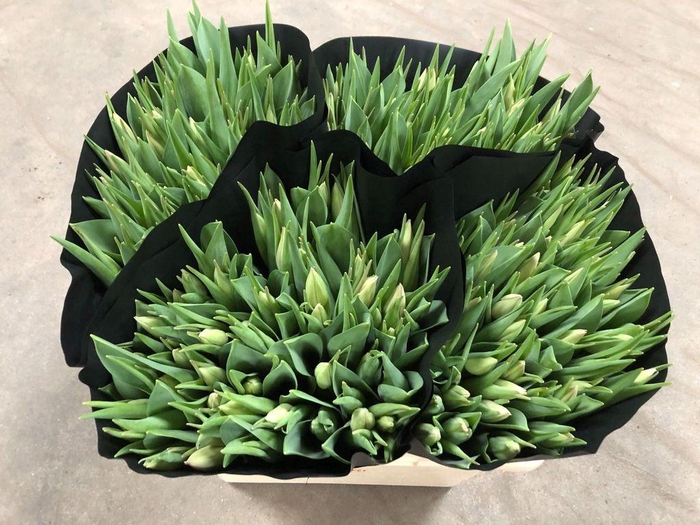 <h4>Tulipa si thijs boots</h4>