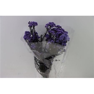 Dried Ozothamnus Lavender Bunch Slv