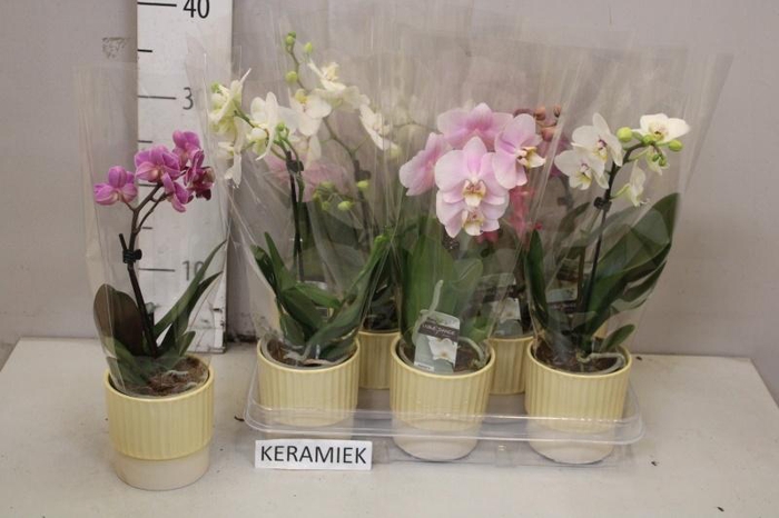 <h4>ARR PHAL 1 TAK</h4>