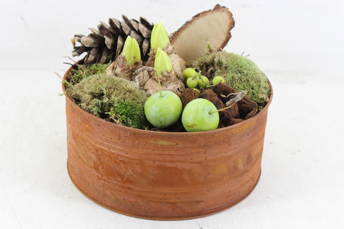 <h4>arr4 Hyacint PL - Roest schaal los</h4>