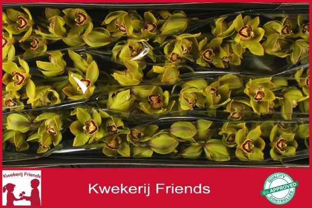 <h4>CYMB T POLYCHROME</h4>