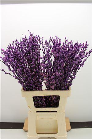 <h4>Katjes Salix Milka</h4>