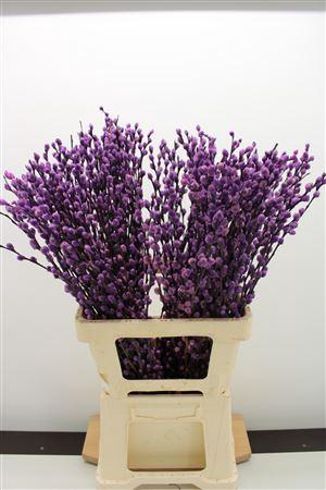 <h4>Katjes Salix Milka</h4>