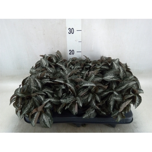 Pilea spriceana 'Silver Tree'