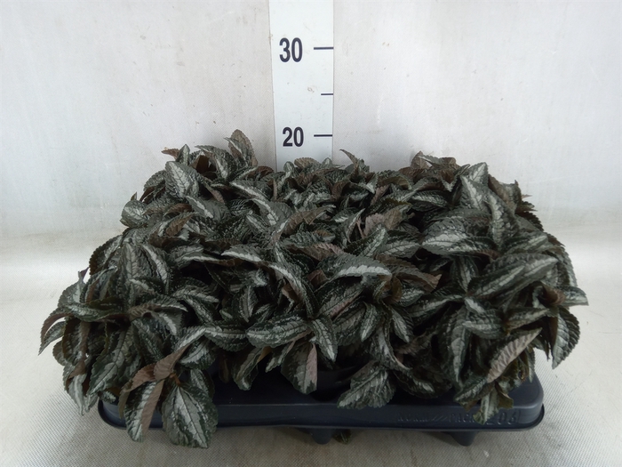 <h4>Pilea spriceana 'Silver Tree'</h4>