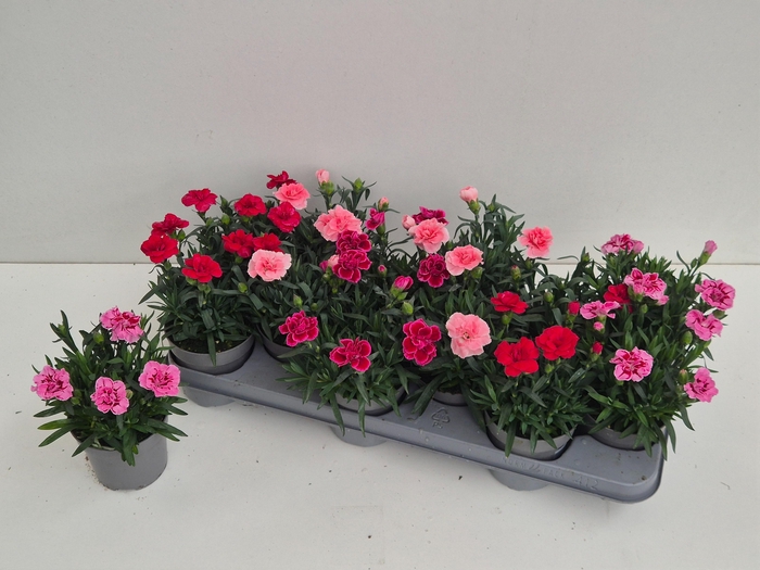 <h4>DIAN OSC GEM</h4>