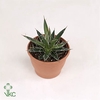 Agave