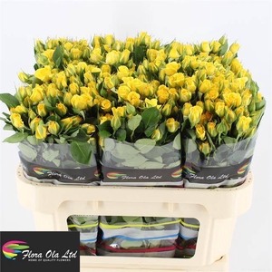 R Tr Yellow Babe Flora Ola