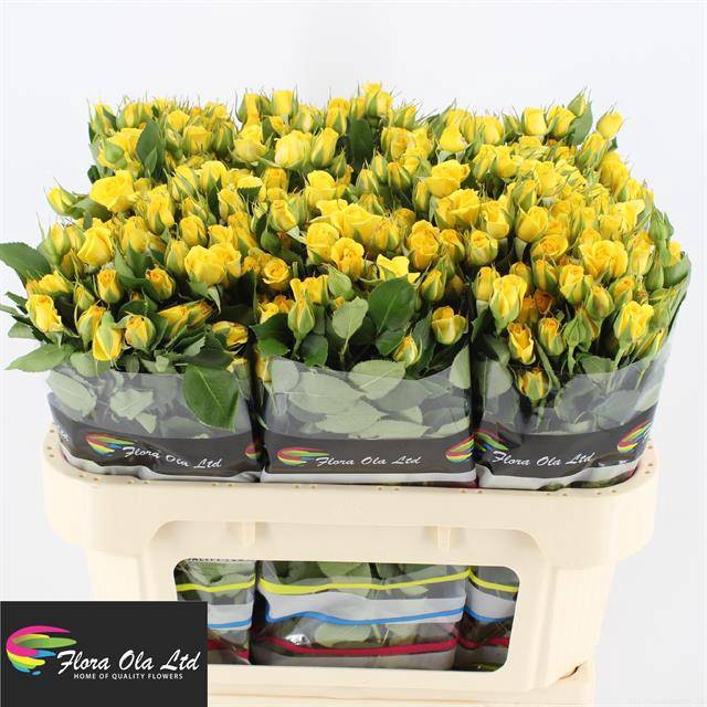 <h4>R TR YELLOW BABE</h4>