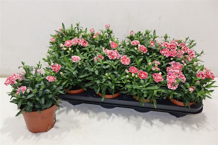 <h4>Dian Osc White Red</h4>