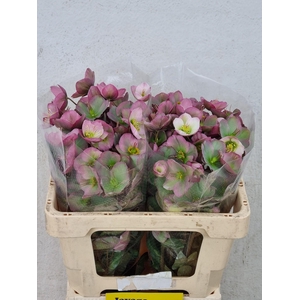 HELL FRK DOROTH DAWN